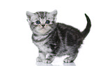 British Shorthair Kitten