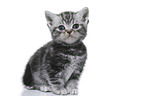 British Shorthair Kitten
