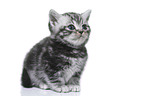 British Shorthair Kitten