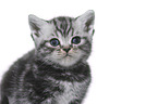 British Shorthair Kitten