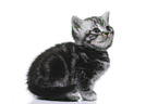 British Shorthair Kitten