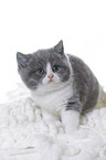 British Shorthair Kitten