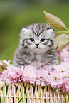 British Shorthair Kitten