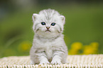 British Shorthair Kitten