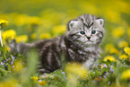 British Shorthair Kitten