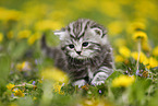 British Shorthair Kitten