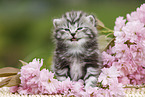 British Shorthair Kitten
