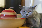 lying British Shorthair