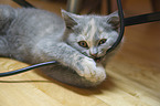 British Shorthair Kitten