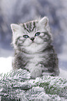 British Shorthair Kitten