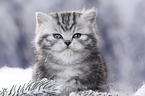 British Shorthair Kitten