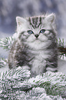 British Shorthair Kitten