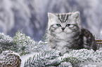 British Shorthair Kitten