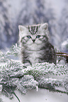 British Shorthair Kitten