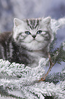 British Shorthair Kitten