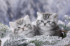 British Shorthair Kitten