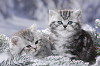 British Shorthair Kitten