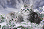 British Shorthair Kitten