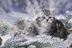 British Shorthair Kitten