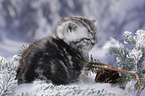 British Shorthair Kitten