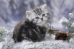 British Shorthair Kitten