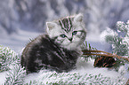 British Shorthair Kitten