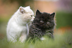2 Kitten
