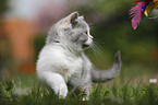 walking British Shorthair Kitten