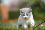 walking British Shorthair Kitten