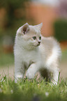 British Shorthair Kitten