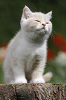sitting British Shorthair Kitten