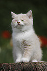 sitting British Shorthair Kitten