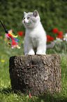 sitting British Shorthair Kitten