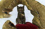 sitting British Shorthair