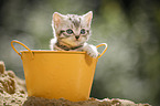 British shorthair kitten in bucket