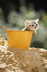 British shorthair kitten in bucket