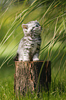 British Shorthair Kitten