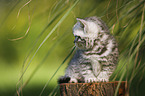 British Shorthair Kitten