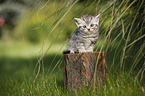 British Shorthair Kitten