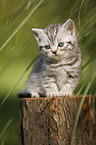 British Shorthair Kitten