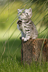 British Shorthair Kitten