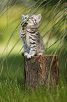 British Shorthair Kitten