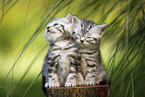 British Shorthair Kitten