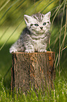 British Shorthair Kitten