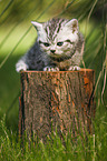 British Shorthair Kitten
