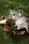 British shorthair kitten between fern