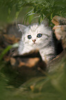 British shorthair kitten between fern