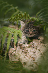 British shorthair kitten between fern