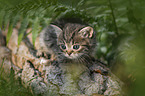 British shorthair kitten between fern