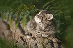 British shorthair kitten between fern